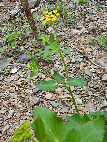 entire plant